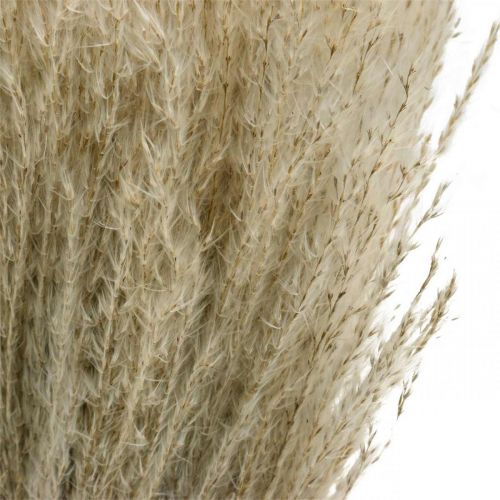 Produkt Sucha trawa Miscanthus 55-75cm Trawa z piórami Naturalna 100p