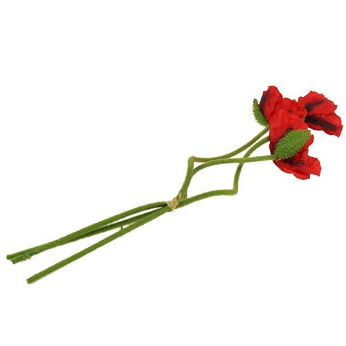 Produkt Mak czerwony 58cm - 74cm 3 szt