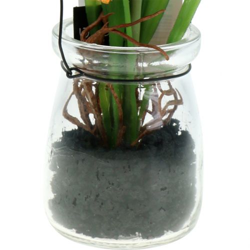 Floristik24 Mak pomarańczowy w szkle do zawieszenia H22cm