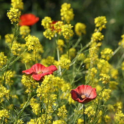 Produkt Palec ogrodowy makowy ceramiczny, nietypowy wzór do kwietników, 52 cm, 2 sztuki