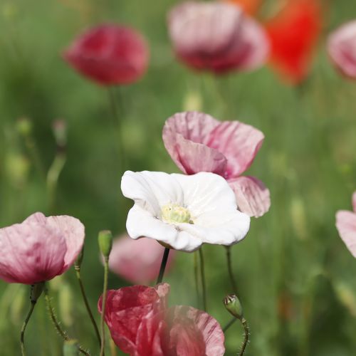 Produkt Palik do kwiatów maku, ceramiczny kwiat, starannie wykonany, do eleganckich akcentów ogrodowych, 42 cm, 4 sztuki