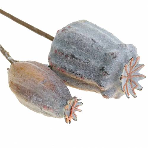 Floristik24 Kapsułki makowe sztuczne żółte, brązowe 6szt.