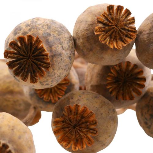 Floristik24 Poppy Capsule Deco Poppy Papaver Pomarańczowe Suszone Kwiaty 70g