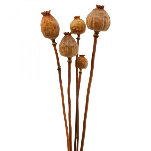 Kapsułka makowa duża Papaver suszony mak dekoracyjny pomarańczowy 5 szt