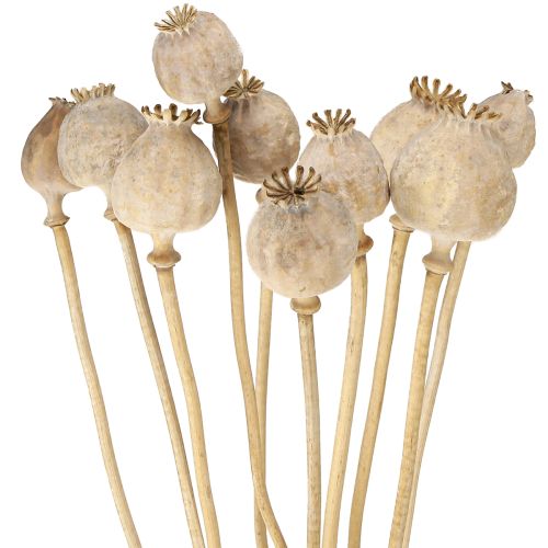 Floristik24 Kapsułki maku suszone naturalne suszone kwiaty 55cm 10 szt