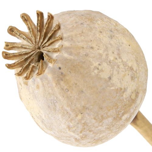 Floristik24 Kapsułki maku suszone naturalne suszone kwiaty 55cm 10 szt
