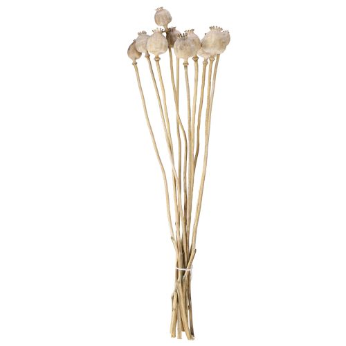 Floristik24 Kapsułki maku suszone naturalne suszone kwiaty 55cm 10 szt