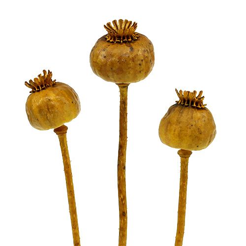 Floristik24 Główki maku w kolorze żółtym 100 szt