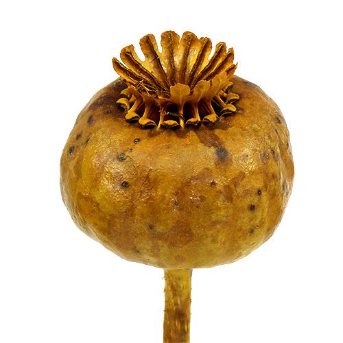 Floristik24 Główki maku w kolorze żółtym 100 szt