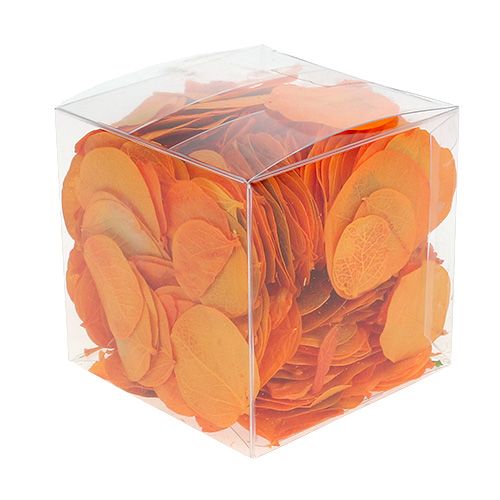 Floristik24 Moneta Liście Moreli 50g