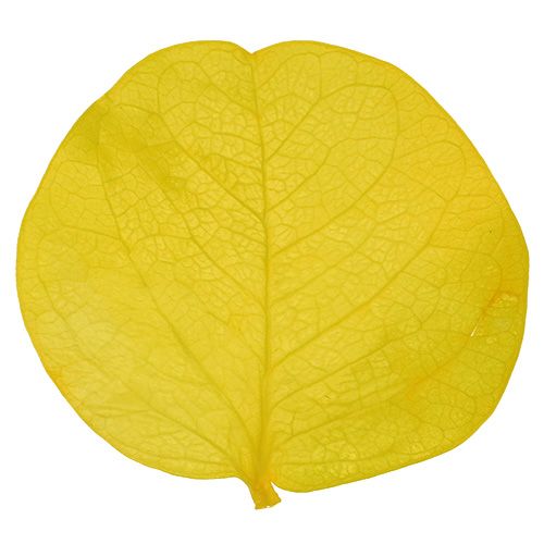 Produkt Moneta liście limonki 50gr