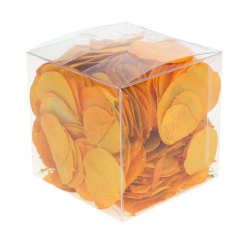 Floristik24 Moneta liście złotożółte 50g