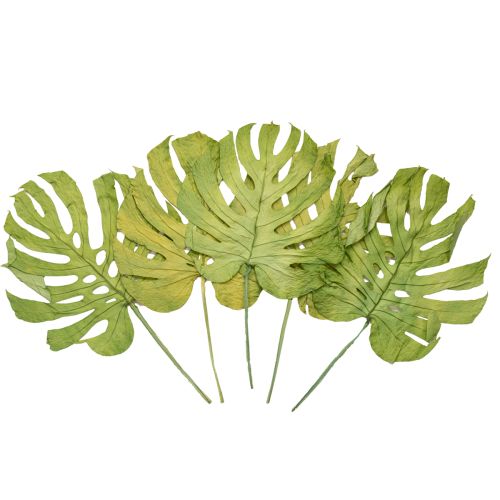 Produkt Suszone liście Monstery, dekoracja okienna, wys. 50cm, 5 szt.