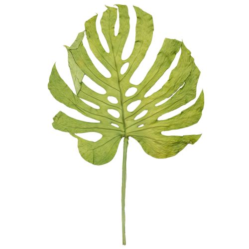 Produkt Suszone liście Monstery, dekoracja okienna, wys. 50cm, 5 szt.