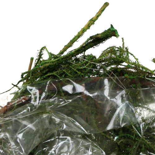 Floristik24 Miska z mchu zielona Ø11cm H6,5cm - 7,5cm 5szt.
