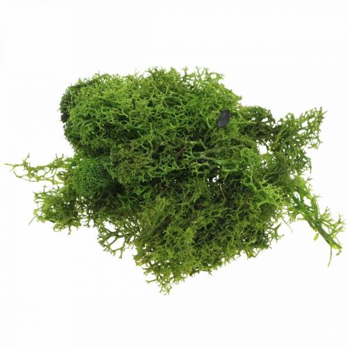 Floristik24 Mech dekoracyjny do rękodzieła Ciemnozielony naturalny mech konserwowany 40g
