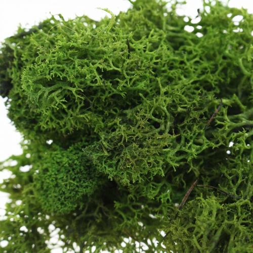 Floristik24 Mech dekoracyjny do rękodzieła Ciemnozielony naturalny mech konserwowany 40g