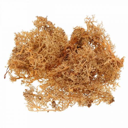 Produkt Mech dekoracyjny do rękodzieła kolor pomarańczowy naturalny mech konserwowany 40g