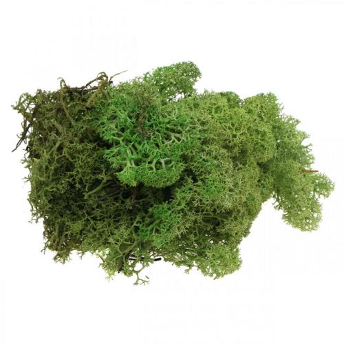 Floristik24 Moss Islandzki zielony mech 400g