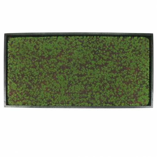 Produkt Fototapeta mech w zielonej ramie 60x30cm Dekoracja ścienna z mchu
