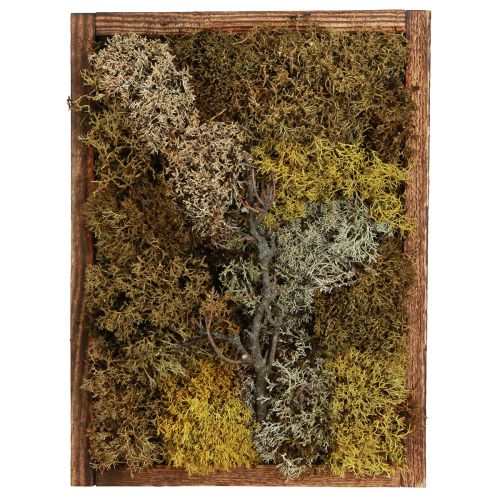 Produkt Obraz mchu Prawdziwy obraz mchu z zachowaną ramą o wymiarach 40×30cm