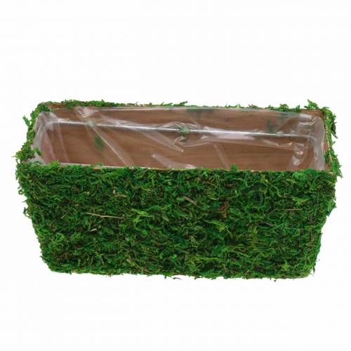 Floristik24 Doniczka zieleń mchu 20×10cm W9cm