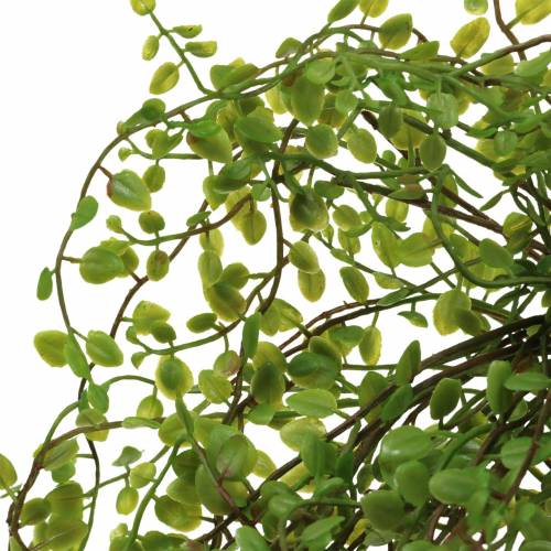 Floristik24 Mühlenbeckia krzew zielony 42cm