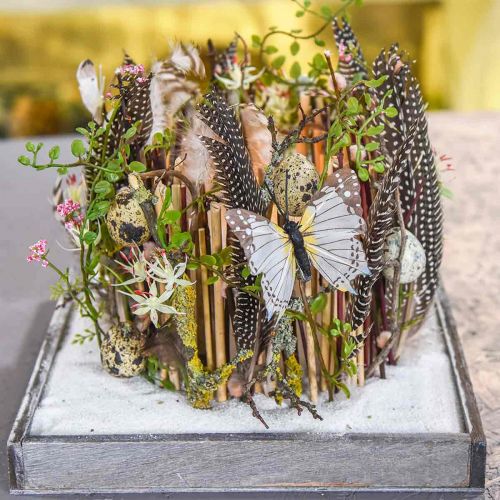 Floristik24 Mühlenbeckia krzew zielony 42cm