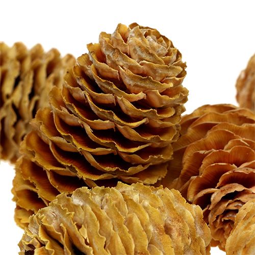 Produkt Krem z szyszek Sabulosum 500g