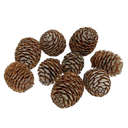 Floristik24 Szyszki Murii naturalne 500g