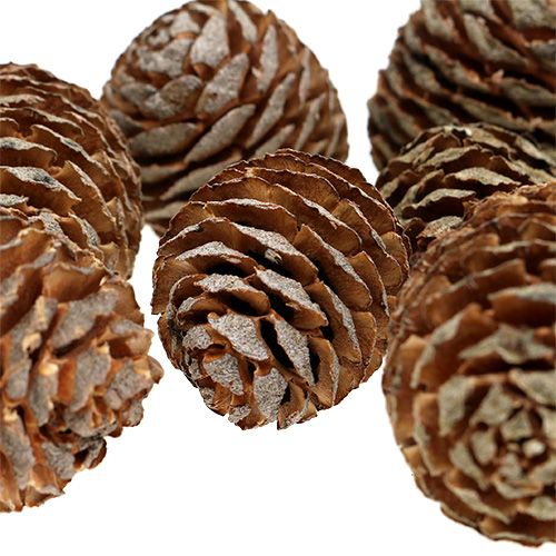 Floristik24 Szyszki Murii naturalne 500g