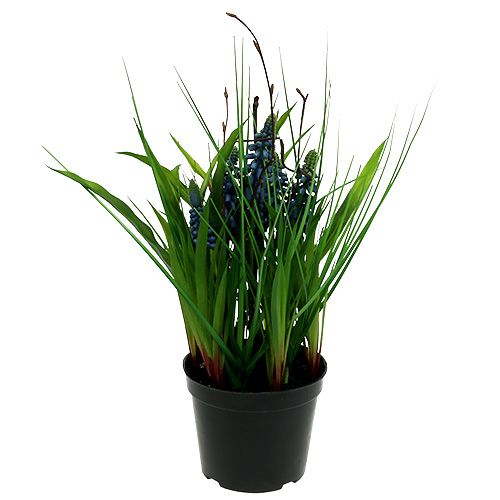 Floristik24 Muscari w doniczce niebieskiej wys. 30cm
