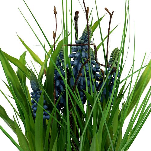 Floristik24 Muscari w doniczce niebieskiej wys. 30cm