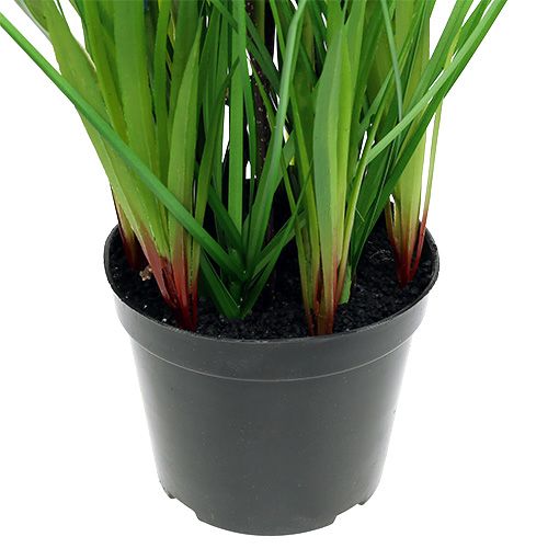 Floristik24 Muscari w doniczce niebieskiej wys. 30cm