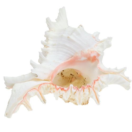 Floristik24 Omułek Chicoreus ramosus 17,5cm