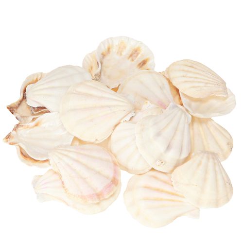 Floristik24 Ozdobne muszle przegrzebków naturalne 3,5–4 cm 300 g