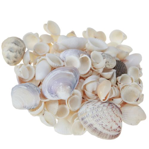 Produkt Dekoracja muszlowa mini sercówki muszle ślimaka 1–3 cm 340 g