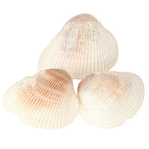 Produkt Muszle dekoracyjne muszle sercówki biało-brązowe 5-7cm 300g