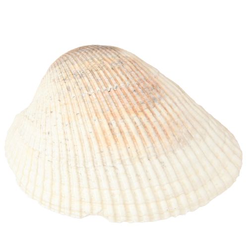 Produkt Muszle dekoracyjne muszle sercówki biało-brązowe 5-7cm 300g