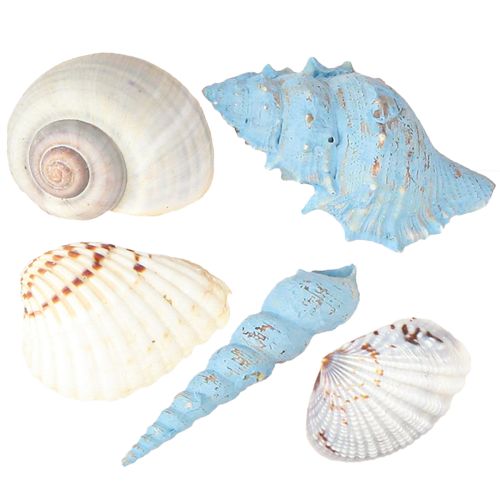 Floristik24 Muszla dekoracyjna muszle ślimaków niebieskie naturalne 3–5 cm 150 g