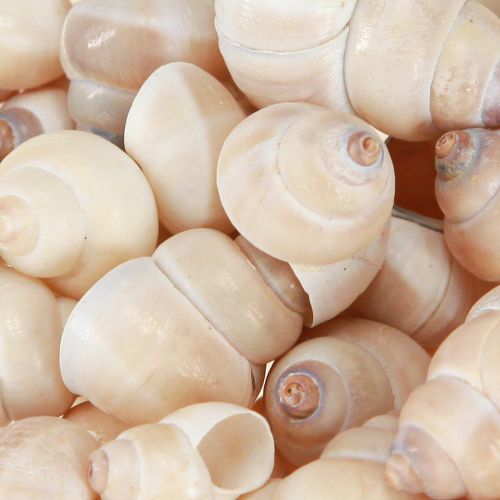 Produkt Małża Umachi 500g