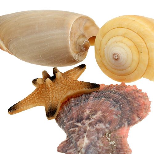Floristik24 Mieszanka małży w pudełku natura 380g