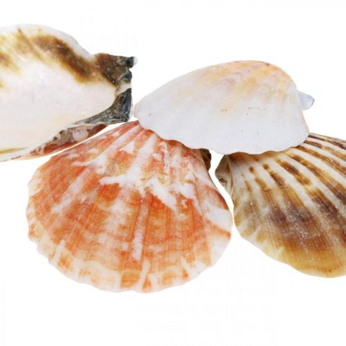 Floristik24 Pudełko na muszle, naturalne przegrzebki, dekoracja morska wys. 3–5 cm 900 g