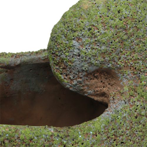 Floristik24 Muszla do obsadzenia mchem 28,5cm x 14cm H21cm