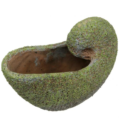 Floristik24 Muszla do obsadzenia mchem 28,5cm x 14cm H21cm