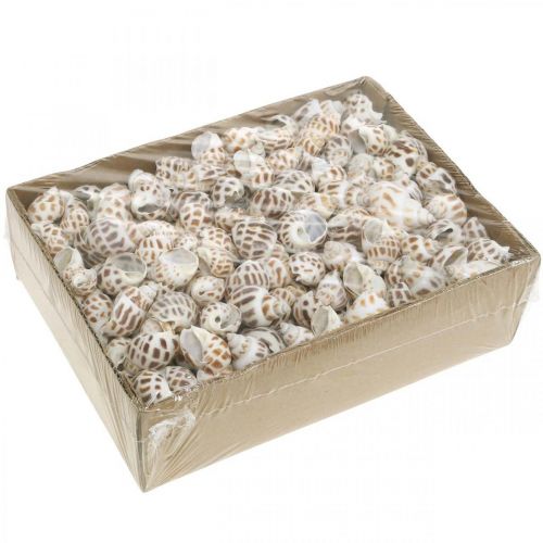 Produkt Dekoracja muszli, ślimak mini deco, mix ślimaków morskich L2–4cm 780g