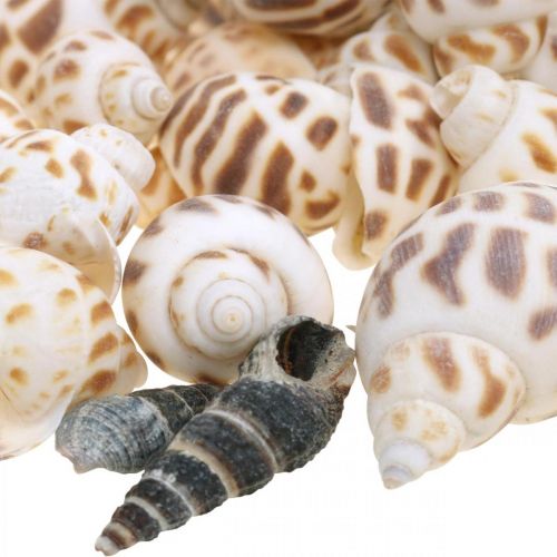 Produkt Dekoracja muszli, ślimak mini deco, mix ślimaków morskich L2–4cm 780g