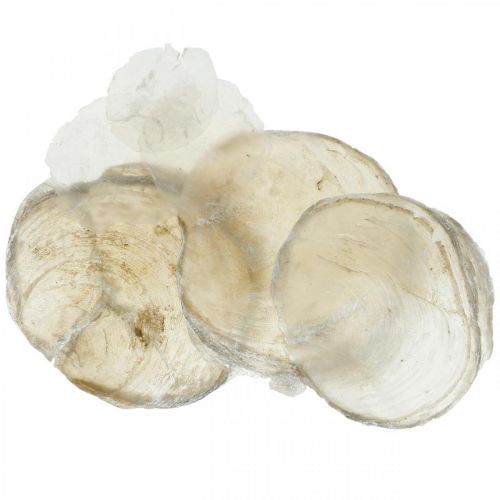 Floristik24 Dekoracja plażowa, muszle capiz 5-10cm, przedmioty naturalne, masa perłowa, morska 1kg