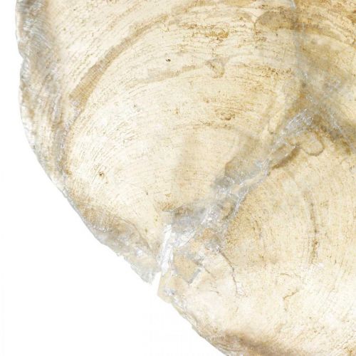 Produkt Dekoracja plażowa, muszle capiz 5-10cm, przedmioty naturalne, masa perłowa, morska 1kg