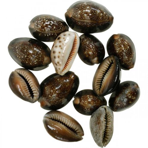 Floristik24 Cowrie muszla deco natura morska dekoracja ślimaki morskie 500g